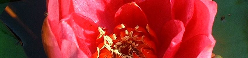 Anklicken um das ganze Bild zu sehen  Zwerg-Seerose Blüte rot Nymphaea froebelii