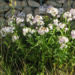 Zurück zum kompletten Bilderset Seifenkraut Saponaria Blüten hellrosa - Saponaria officinalis