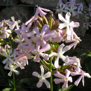 Seifenkraut Saponaria Blueten hellrosa Saponaria officinalis 02