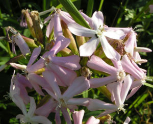 Seifenkraut Saponaria Blueten hellrosa Saponaria officinalis 03