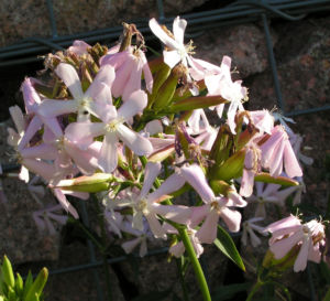 Seifenkraut Saponaria Blueten hellrosa Saponaria officinalis 05