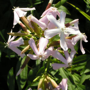 Seifenkraut Saponaria Blueten hellrosa Saponaria officinalis 06