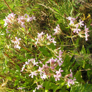 Seifenkraut Saponaria Blueten hellrosa Saponaria officinalis 07