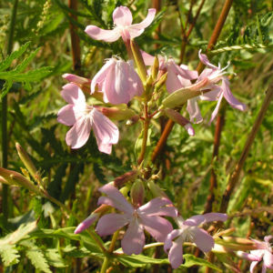 Seifenkraut Saponaria Blueten hellrosa Saponaria officinalis 08