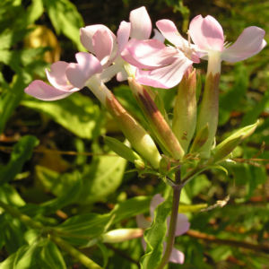 Seifenkraut Saponaria Blueten hellrosa Saponaria officinalis 09