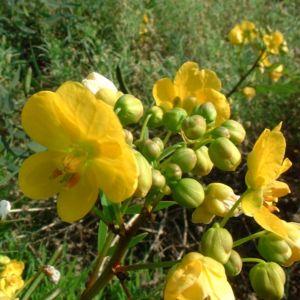 Sennesblattstrauch Senna alexandrina 01