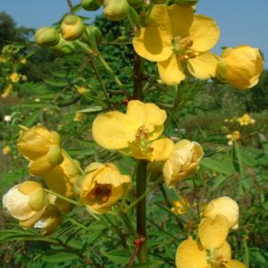 Sennesblattstrauch Senna alexandrina 03