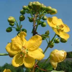 Sennesblattstrauch Senna alexandrina 04