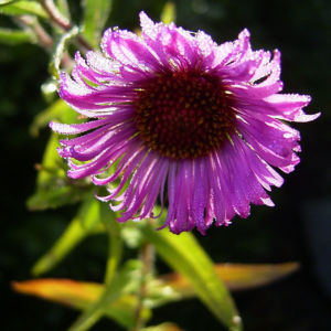 Septemberkraut Myrtenaster Aster ericoides 01