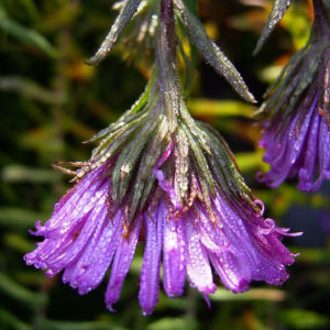 Septemberkraut Myrtenaster Aster ericoides 02