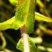 Zurück zum kompletten Bilderset Septemberkraut Myrtenaster - Aster ericoides