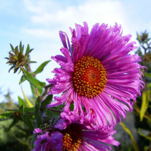 Septemberkraut Myrtenaster Aster ericoides 04