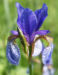 Zurück zum kompletten Bilderset Sibirische Schwertlilie Blüte blau Iris sibirica