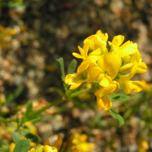 Sichel Luzerne Bluete gelb Medicago falcata 01