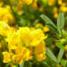 Zurück zum kompletten Bilderset Sichelklee Blüte gelb Medicago falcata