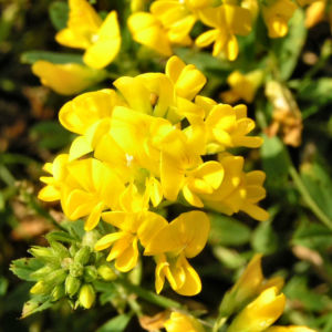Sichel Luzerne Bluete gelb Medicago falcata 06