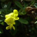 Zurück zum kompletten Bilderset Sichel-Luzerne Blüte gelb Medicago falcata