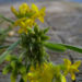 Zurück zum kompletten Bilderset Sichelklee Blüte gelb Medicago falcata