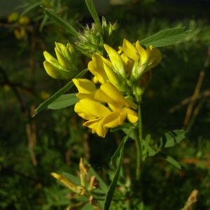 Sichelklee Bluete gelb Medicago falcata 04
