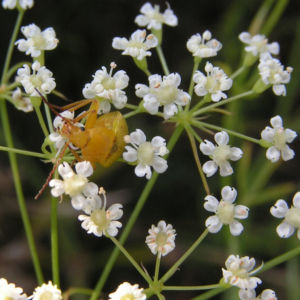 Sichelmoehre Bluetendolde weiss Falcaria vulgaris 06