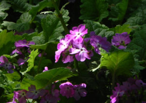 Siebolds Schluesselblume Bluete lila Primula sieboldii 01