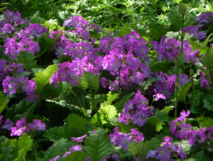 Siebolds Schluesselblume Bluete lila Primula sieboldii 02