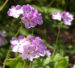 Zurück zum kompletten Bilderset Siebolds Schlüsselblume Blüte weiß lila Primula sieboldii