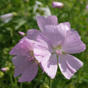 Siegmarskraut Rosen Malve Bluete rosa Malva alcea 03