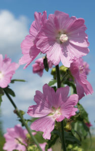 Siegmarskraut Rosen Malve Bluete rosa Malva alcea 04