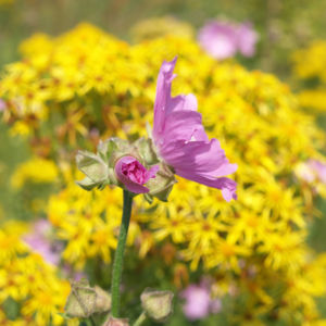 Siegmarskraut Rosen Malve Bluete rosa Malva alcea 05