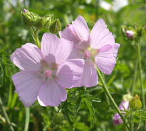 Siegmarskraut Rosen Malve Bluete rosa Malva alcea 06
