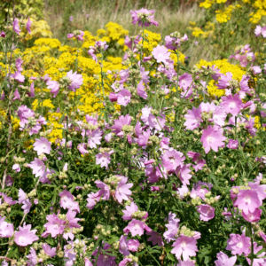 Siegmarskraut Rosen Malve Bluete rosa Malva alcea 07