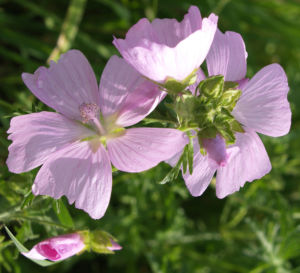 Siegmarskraut Rosen Malve Bluete rosa Malva alcea 08
