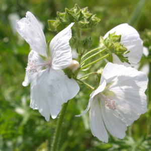 Siegmarskraut Rosen Malve Bluete rosa Malva alcea 09