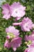Zurück zum kompletten Bilderset Rosen-Malve Blüte rosa Malva alcea