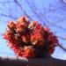 Zurück zum kompletten Bilderset Silber-Ahorn Knospe rot Acer saccharinum