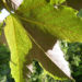 Zurück zum kompletten Bilderset Silber-Ahorn Blüte Acer saccharinum