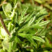 Zurück zum kompletten Bilderset Silber-Fingerkraut Blüte gelb Potentilla argentea