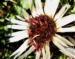 Zurück zum kompletten Bilderset Silberdistel Blüte weiß Carlina acaulis