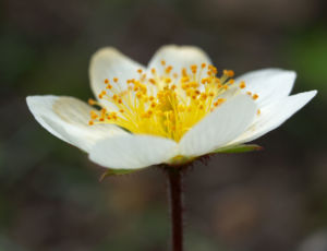 Silberwurz Bluete weiss Dryas octopetala 01