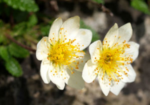 Silberwurz Bluete weiss Dryas octopetala 02