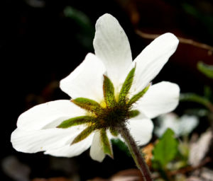 Silberwurz Bluete weiss Dryas octopetala 03