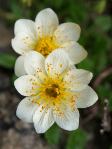 Silberwurz Bluete weiss Dryas octopetala 04
