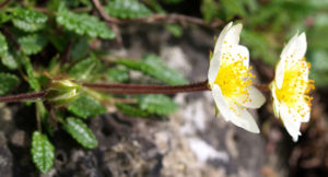 Silberwurz Bluete weiss Dryas octopetala 05