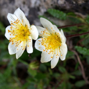 Silberwurz Bluete weiss Dryas octopetala 06