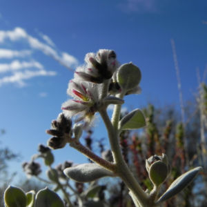 Silvertails Cotton Bush Bluete pink Ptilotus obovatus 13 1