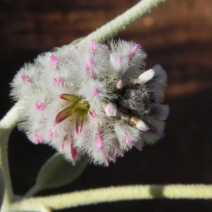 Silvertails Cotton Bush Bluete pink Ptilotus obovatus 20 1