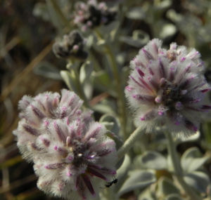 Silvertails Cotton Bush Bluete pink Ptilotus obovatus 221