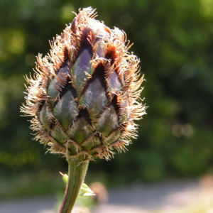 Skabiosen Flockenblume Bluete lila Centaurea scabiosa 02