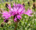 Zurück zum kompletten Bilderset Skabiosen-Flockenblume Blüte lila Centaurea scabiosa